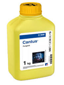CANTUS (10gr, 100gr, 1KG)