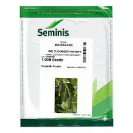 CASTRAVETI MADRILENE F1 CORNICHON (250, 1.000 SEMINTE)