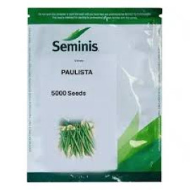 FASOLE DE GRADINA PAULISTA (5.000, 100.000 SEMINTE)