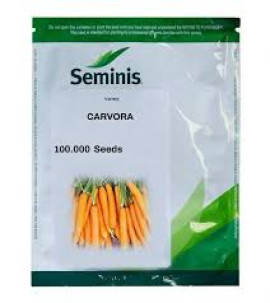 MORCOV CARVORA F1 100.000 SEMINTE